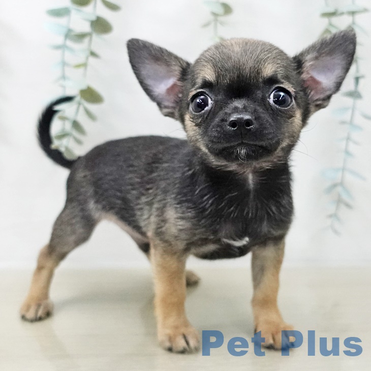 千葉県のチワワ(ロング) (ペットプラス 幕張新都心店/2025年8月29日生まれ/男の子/セーブルホワイト)の子犬の1枚目の画像