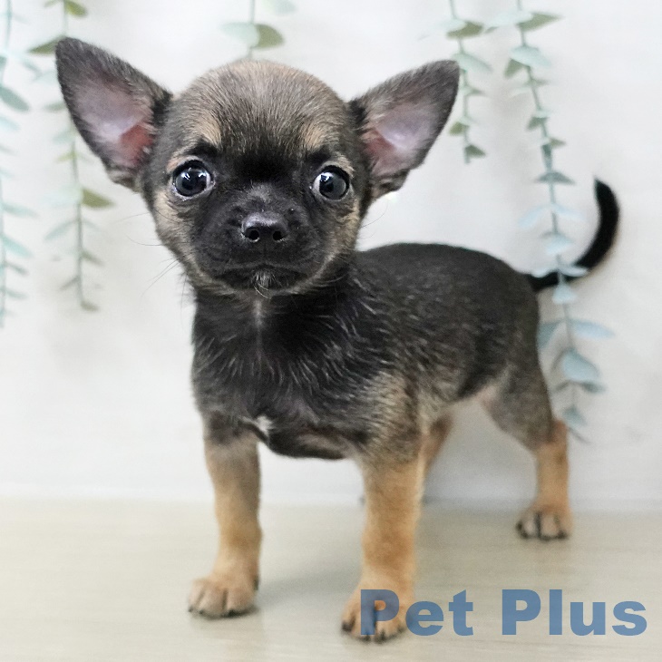 千葉県のチワワ(ロング) (ペットプラス 幕張新都心店/2025年8月29日生まれ/男の子/セーブルホワイト)の子犬の2枚目の画像