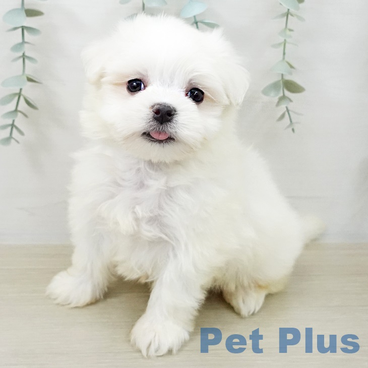 千葉県のマルチーズ (ペットプラス 八千代緑が丘店/2025年8月28日生まれ/男の子/ホワイト)の子犬の1枚目の画像