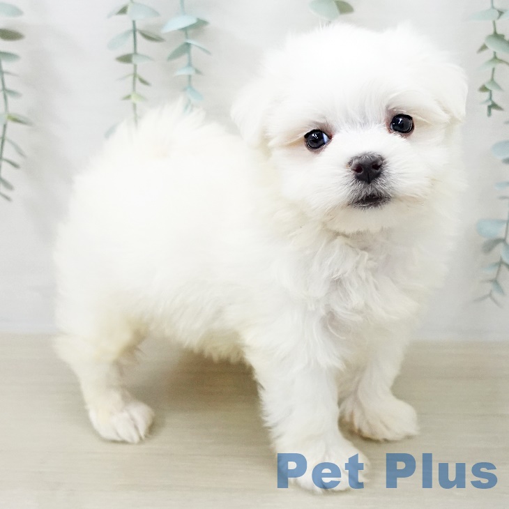 千葉県のマルチーズ (ペットプラス 八千代緑が丘店/2025年8月28日生まれ/男の子/ホワイト)の子犬の2枚目の画像