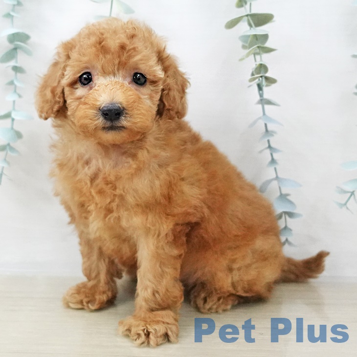 埼玉県のトイプードル(トイ) (ペットプラス ピオニウォーク東松山店/2025年8月28日生まれ/男の子/レッド)の子犬の1枚目の画像