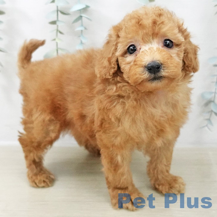 埼玉県のトイプードル(トイ) (ペットプラス ピオニウォーク東松山店/2025年8月28日生まれ/男の子/レッド)の子犬の2枚目の画像