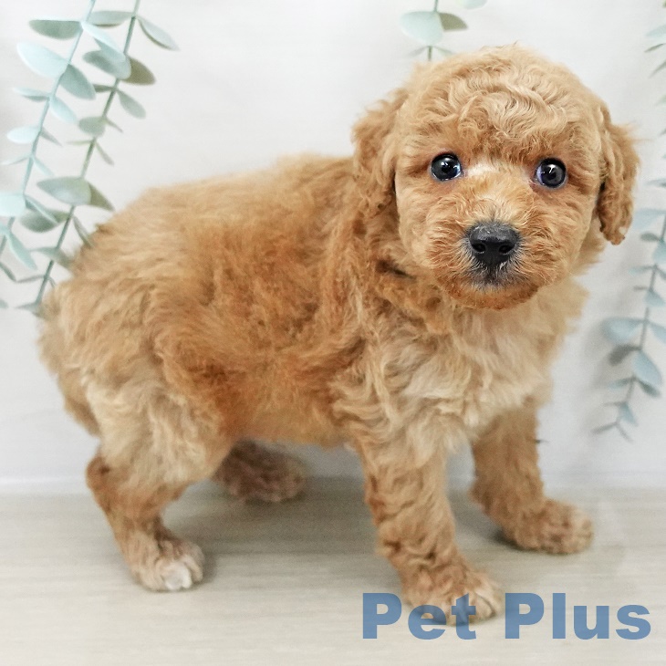 福島県のトイプードル(トイ) (ペットプラス 福島店/2025年9月1日生まれ/男の子/アプリコット)の子犬の1枚目の画像