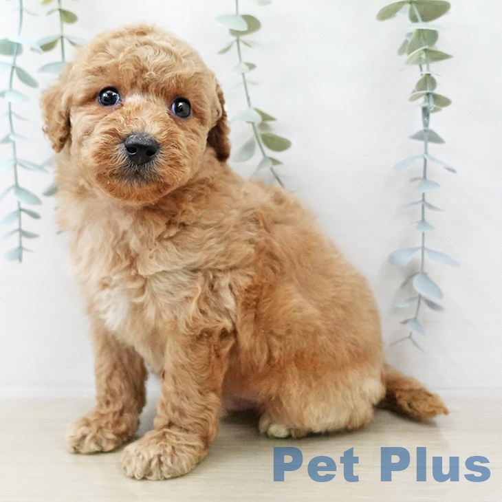 福島県のトイプードル(トイ) (ペットプラス 福島店/2025年9月1日生まれ/男の子/アプリコット)の子犬の2枚目の画像