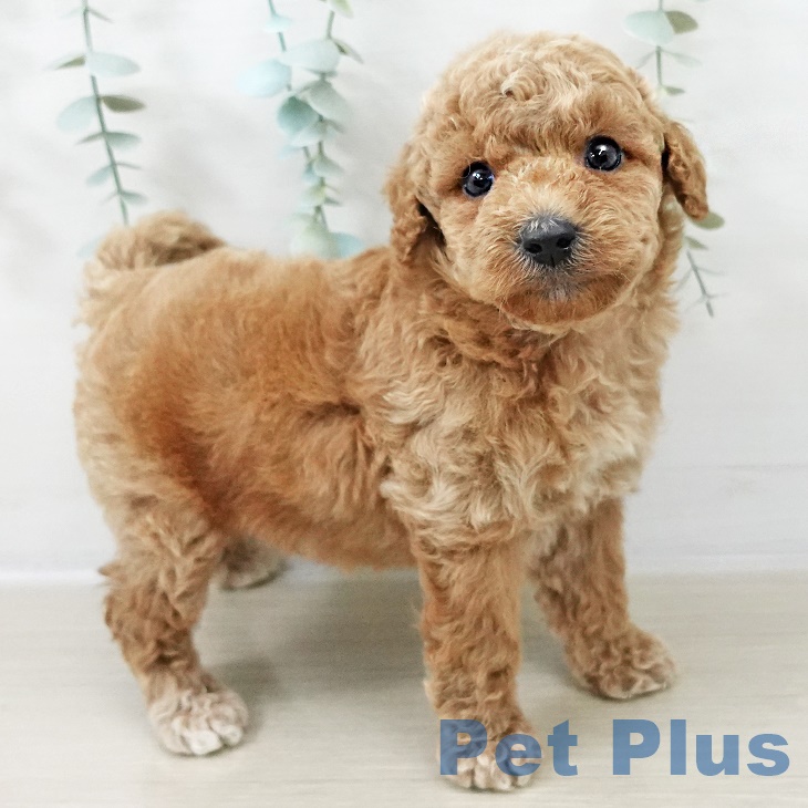 長野県のトイプードル(トイ) (ペットプラス 須坂店/2025年9月1日生まれ/男の子/アプリコット)の子犬