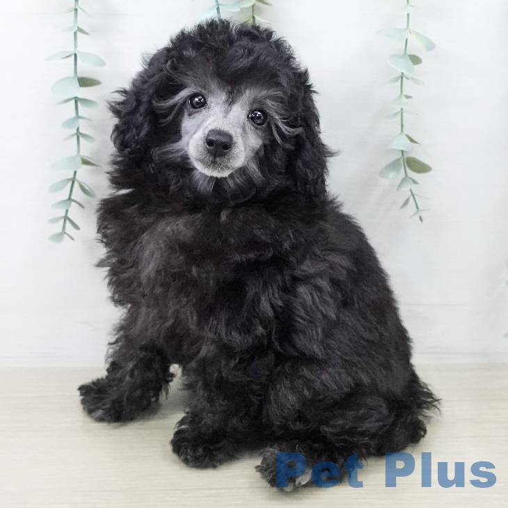 東京都のトイプードル(トイ) (ペットプラス むさし村山店/2025年8月21日生まれ/女の子/シルバー)の子犬の1枚目の画像