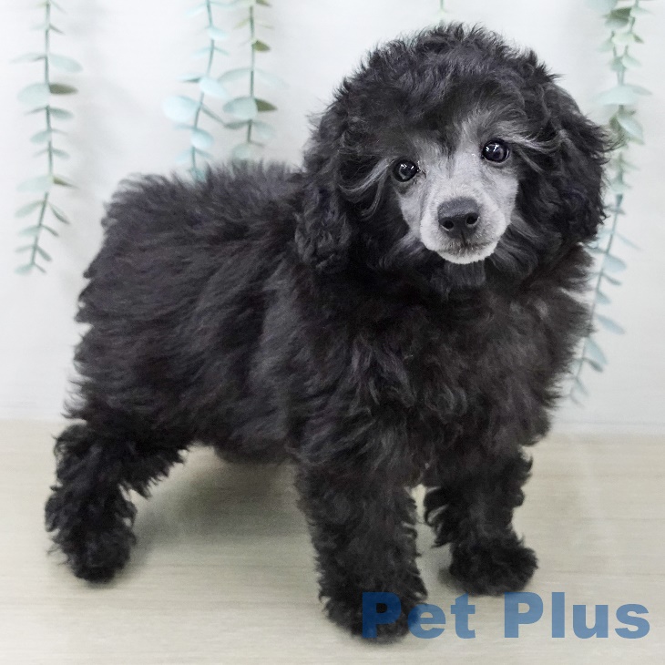 東京都のトイプードル(トイ) (ペットプラス むさし村山店/2025年8月21日生まれ/女の子/シルバー)の子犬の2枚目の画像