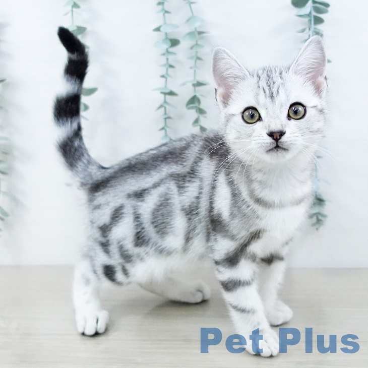 アメリカンショートヘア