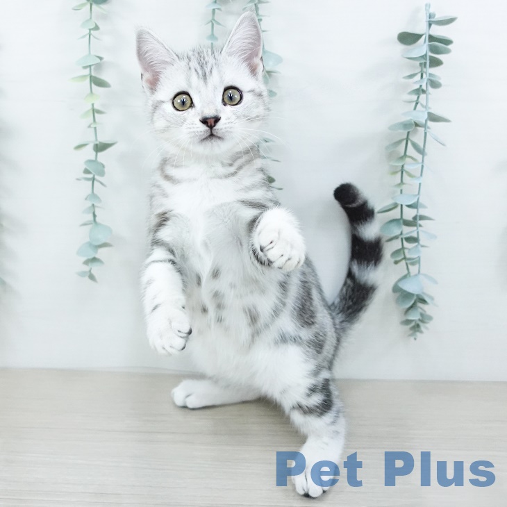 アメリカンショートヘア