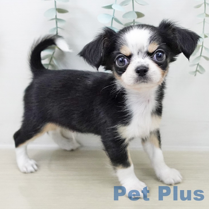 埼玉県のチワワ(ロング) (ペッツワン 新座店/2025年9月1日生まれ/男の子/ブラックタンホワイト)の子犬