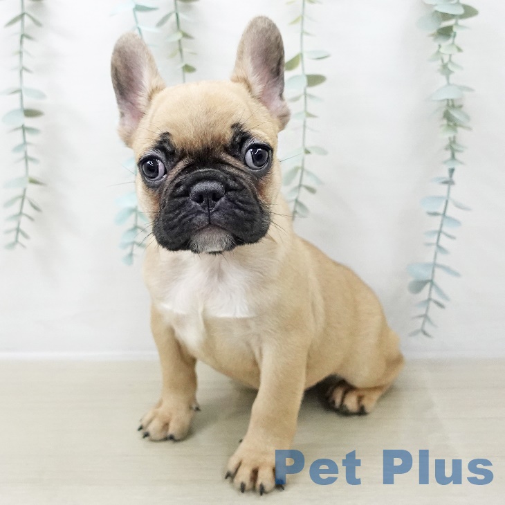 フレンチ・ブルドッグ