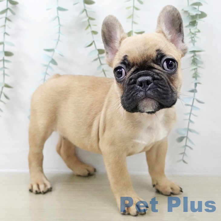 千葉県のフレンチブルドッグ (ペットプラス 成田店/2025年9月1日生まれ/男の子/フォーン)の子犬の2枚目の画像
