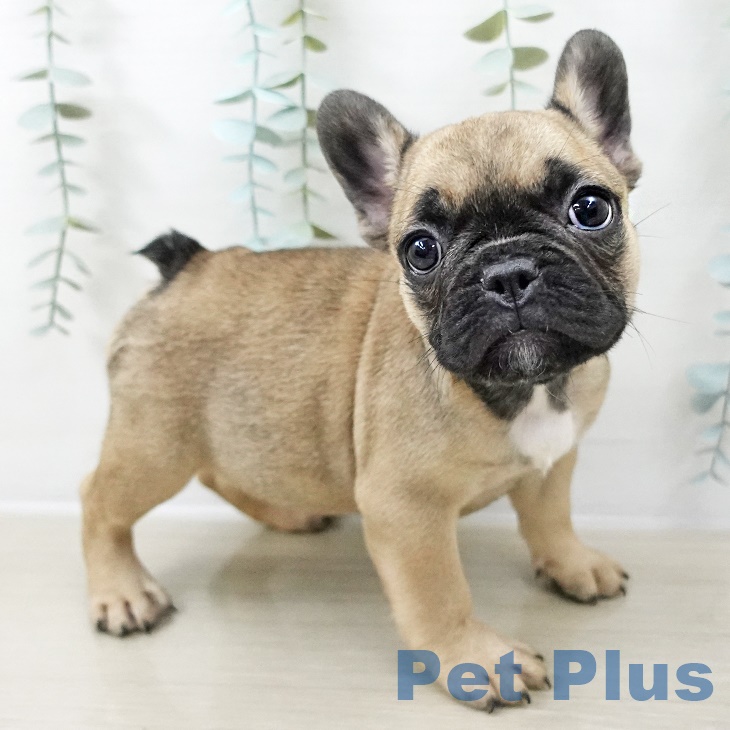 埼玉県のフレンチブルドッグ (ペットプラス ららぽーと新三郷店/2025年9月1日生まれ/女の子/フォーン)の子犬