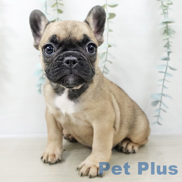 埼玉県のフレンチブルドッグ (ペットプラス ららぽーと新三郷店/2025年9月1日生まれ/女の子/フォーン)の子犬の2枚目の画像