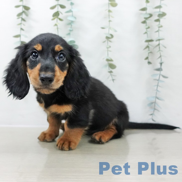 宮城県のミニチュアダックスフンド(ロング) (ペットプラス 仙台泉大沢店/2025年8月29日生まれ/男の子/ブラックタン)の子犬の1枚目の画像