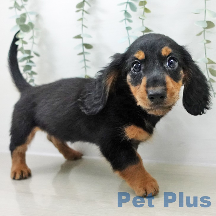 宮城県のミニチュアダックスフンド(ロング) (ペットプラス 仙台泉大沢店/2025年8月29日生まれ/男の子/ブラックタン)の子犬の2枚目の画像