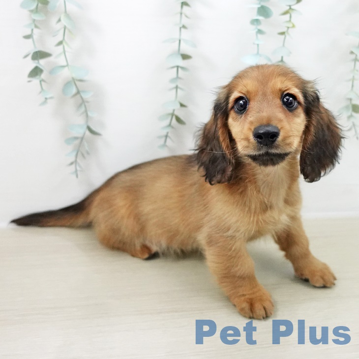 山形県のミニチュアダックスフンド(ロング) (ペットプラス 天童店/2025年8月29日生まれ/男の子/シェーデットレッド)の子犬の1枚目の画像