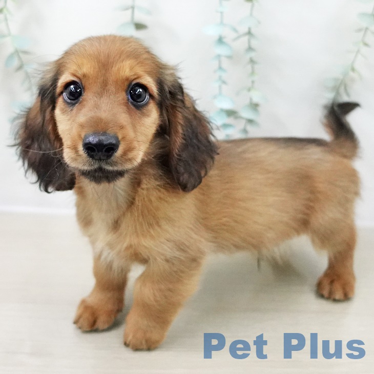 山形県のミニチュアダックスフンド(ロング) (ペットプラス 天童店/2025年8月29日生まれ/男の子/シェーデットレッド)の子犬の2枚目の画像