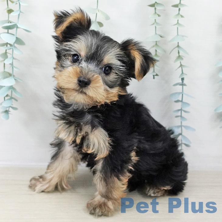 山梨県のヨークシャーテリア (ペットプラス 甲府昭和店/2025年8月28日生まれ/男の子/スチールブルータン)の子犬の1枚目の画像