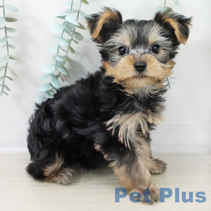 山梨県のヨークシャーテリア (ペットプラス 甲府昭和店/2025年8月28日生まれ/男の子/スチールブルータン)の子犬の2枚目の画像
