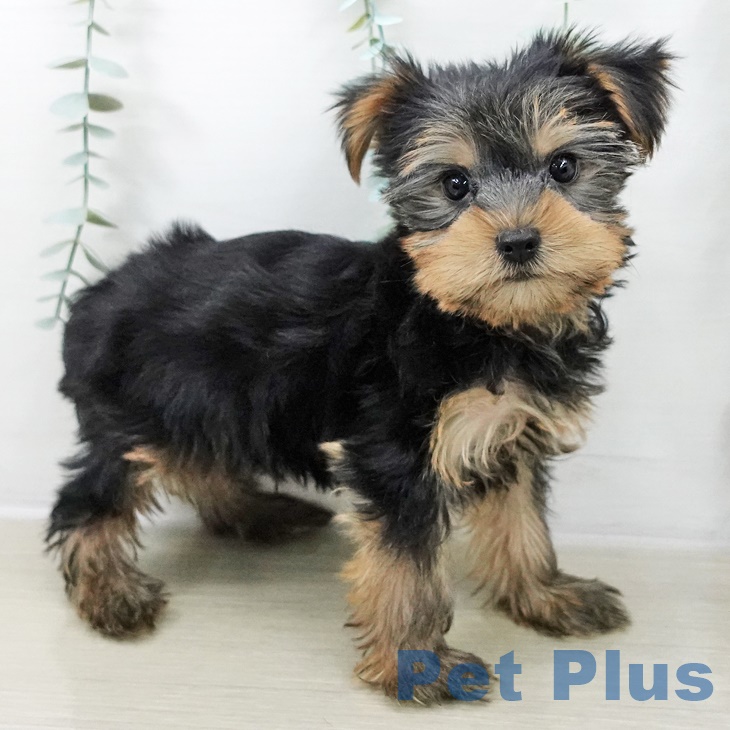 埼玉県のヨークシャーテリア (ペットプラス 羽生店/2025年8月28日生まれ/男の子/スチールブルータン)の子犬