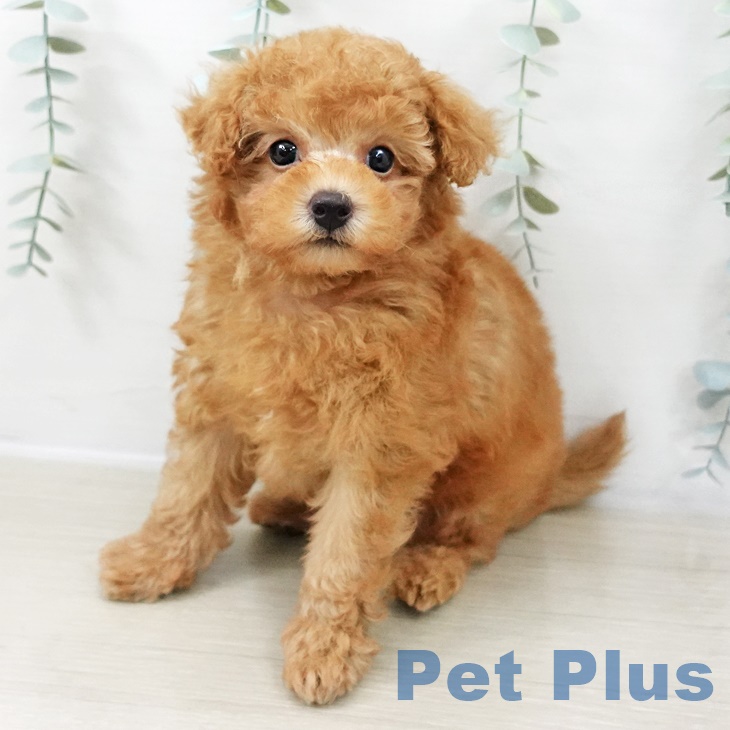 埼玉県のトイプードル(トイ) (ペットプラス ピオニウォーク東松山店/2025年8月31日生まれ/男の子/アプリコット)の子犬の1枚目の画像