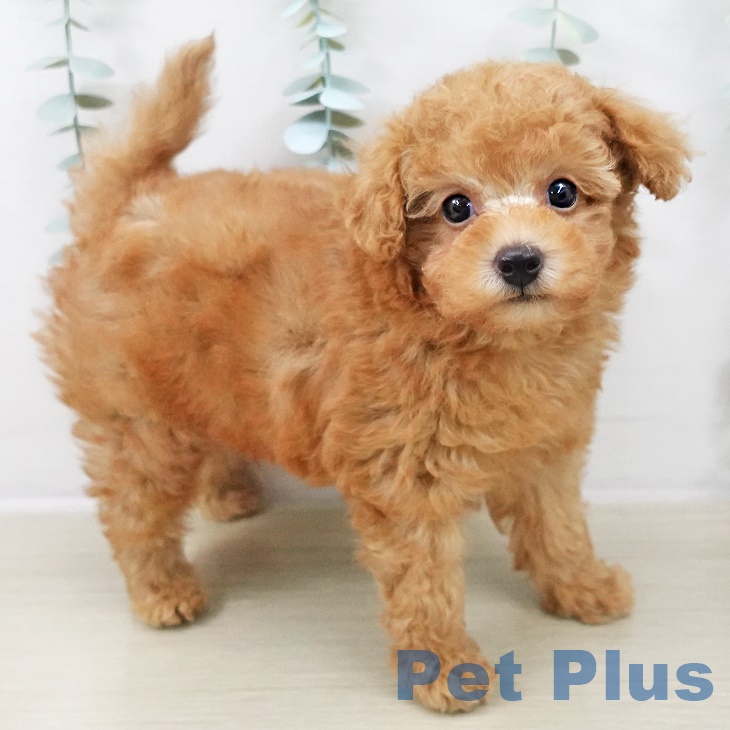 埼玉県のトイプードル(トイ) (ペットプラス ピオニウォーク東松山店/2025年8月31日生まれ/男の子/アプリコット)の子犬の2枚目の画像