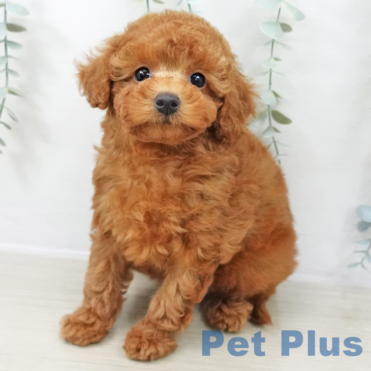 千葉県のトイプードル(トイ) (ペットプラス 船橋店/2025年8月31日生まれ/女の子/レッド)の子犬の1枚目の画像