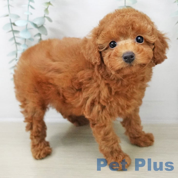 千葉県のトイプードル(トイ) (ペットプラス 船橋店/2025年8月31日生まれ/女の子/レッド)の子犬の2枚目の画像
