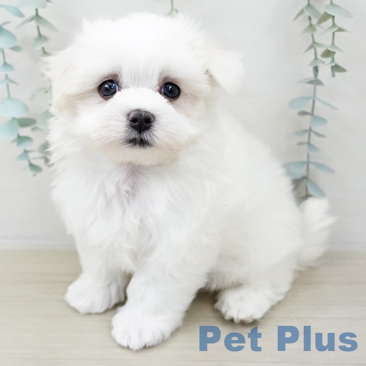 長野県のマルチーズ (ペットプラス 須坂店/2025年9月1日生まれ/男の子/ホワイト)の子犬