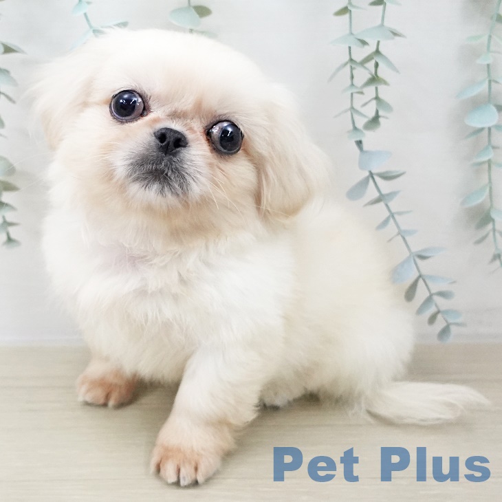 埼玉県のペキニーズ (ペットプラス イオンモール春日部店/2025年8月22日生まれ/女の子/ホワイト)の子犬