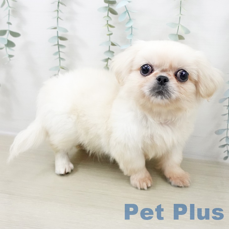 埼玉県のペキニーズ (ペットプラス イオンモール春日部店/2025年8月22日生まれ/女の子/ホワイト)の子犬の2枚目の画像