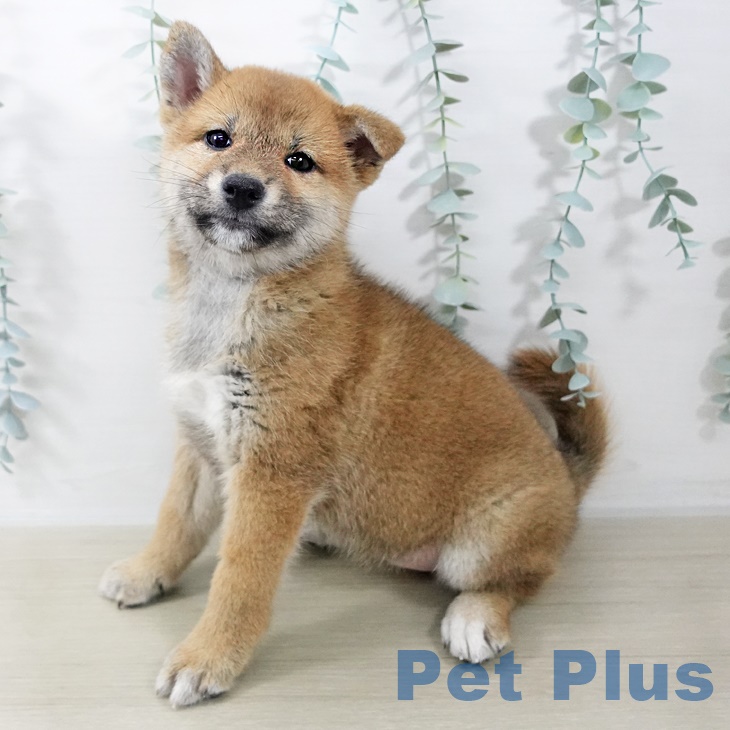 埼玉県の柴犬(標準サイズ) (ペットプラス 川口店/2025年9月2日生まれ/女の子/赤)の子犬の2枚目の画像