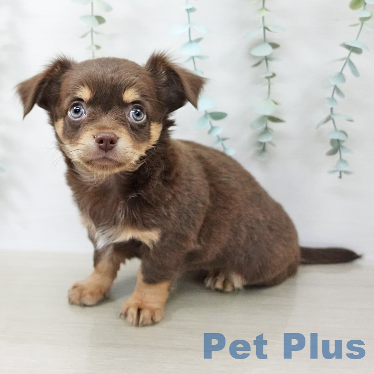 岩手県のチワワ(ロング) (ペットプラス 盛岡南店/2025年9月1日生まれ/男の子/チョコレートタンホワイト)の子犬の1枚目の画像