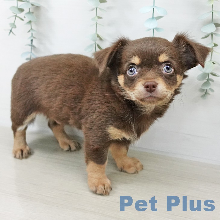 岩手県のチワワ(ロング) (ペットプラス 盛岡南店/2025年9月1日生まれ/男の子/チョコレートタンホワイト)の子犬の2枚目の画像