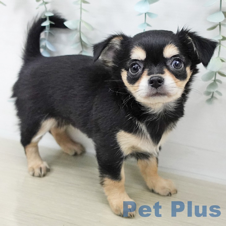 千葉県のチワワ(ロング) (ペットプラス 柏店/2025年9月1日生まれ/女の子/ブラックタン)の子犬の1枚目の画像