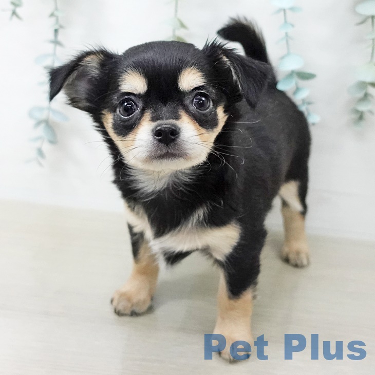 千葉県のチワワ(ロング) (ペットプラス 柏店/2025年9月1日生まれ/女の子/ブラックタン)の子犬の2枚目の画像