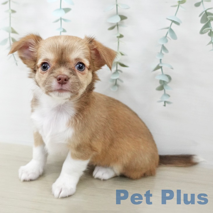 青森県のチワワ(ロング) (ペットプラス 青森浜田店/2025年9月1日生まれ/女の子/チョコレートフォーンホワイト)の子犬の1枚目の画像