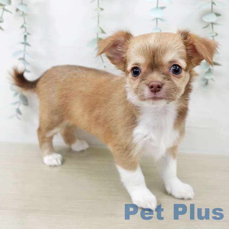 青森県のチワワ(ロング) (ペットプラス 青森浜田店/2025年9月1日生まれ/女の子/チョコレートフォーンホワイト)の子犬の2枚目の画像