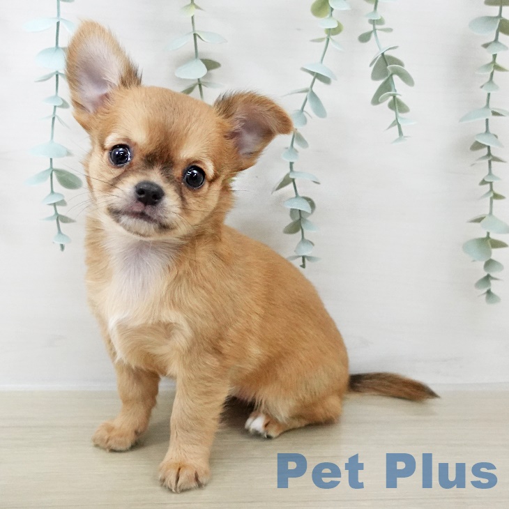 長野県のチワワ(ロング) (ペットプラス 長野店/2025年9月1日生まれ/女の子/レッドホワイト)の子犬の1枚目の画像