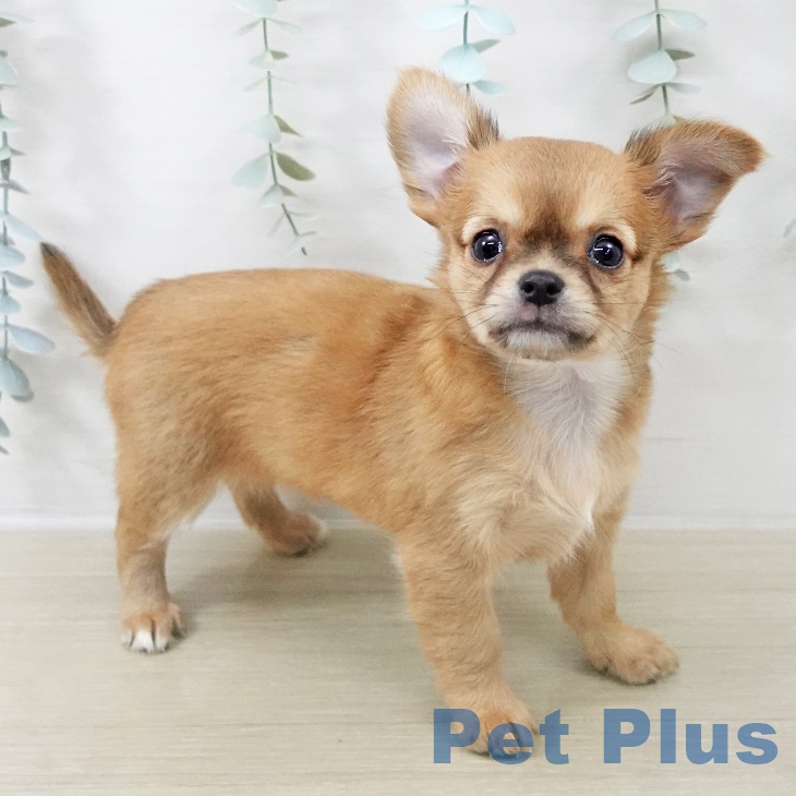 長野県のチワワ(ロング) (ペットプラス 長野店/2025年9月1日生まれ/女の子/レッドホワイト)の子犬の2枚目の画像