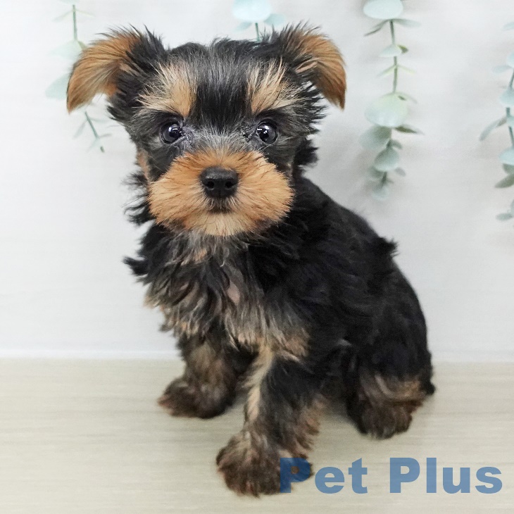 茨城県のヨークシャーテリア (ペッツワン つくば店/2025年9月2日生まれ/男の子/スチールブルータン)の子犬の1枚目の画像
