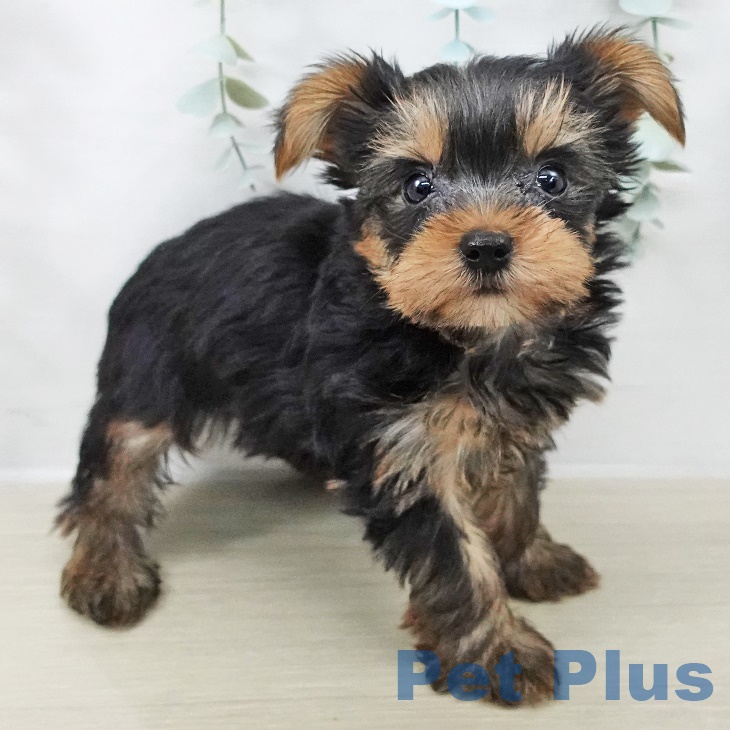 茨城県のヨークシャーテリア (ペッツワン つくば店/2025年9月2日生まれ/男の子/スチールブルータン)の子犬の2枚目の画像