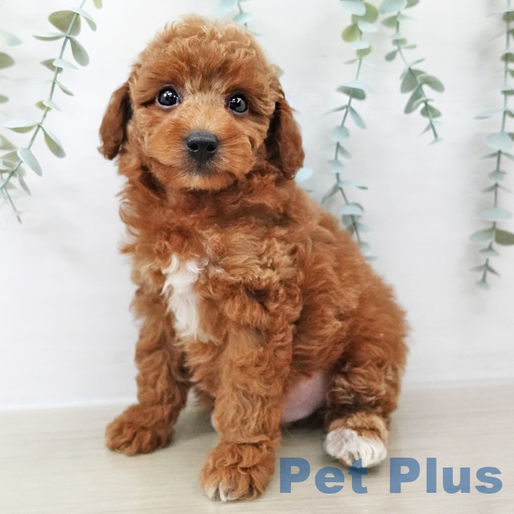 群馬県のトイプードル(トイ) (ペットプラス イオンモール太田店/2025年8月24日生まれ/男の子/レッド)の子犬の1枚目の画像