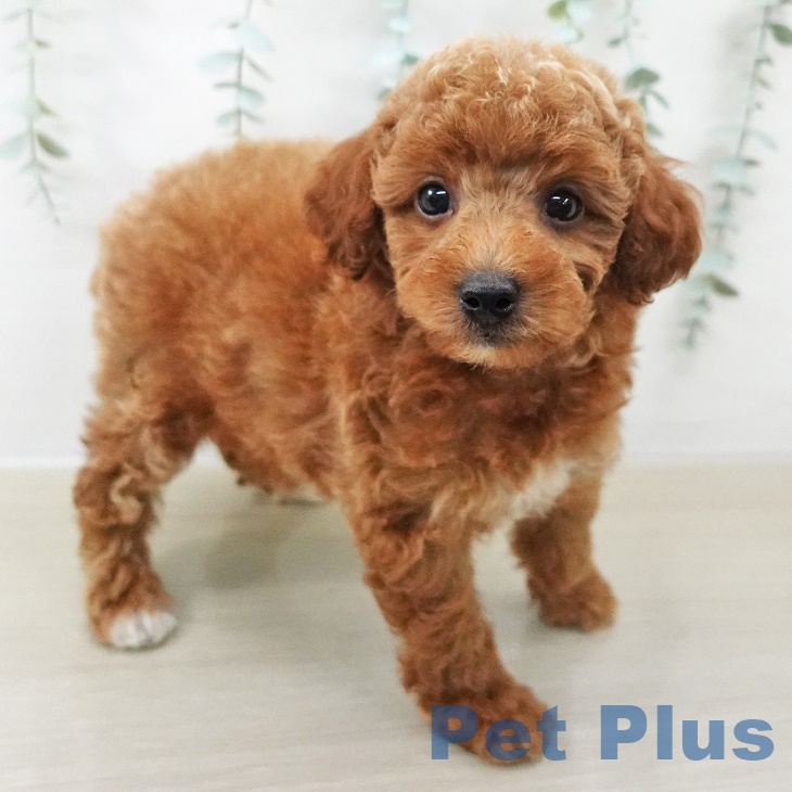 群馬県のトイプードル(トイ) (ペットプラス イオンモール太田店/2025年8月24日生まれ/男の子/レッド)の子犬の2枚目の画像