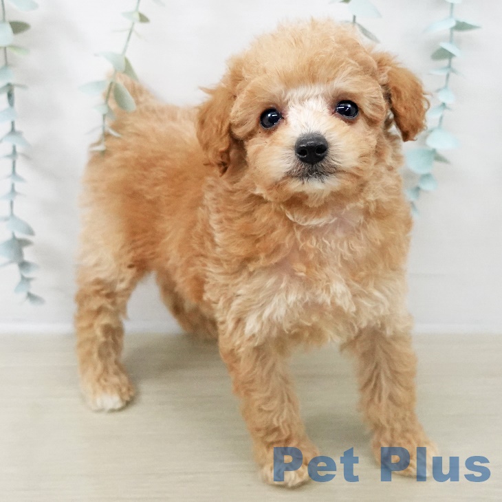 埼玉県のトイプードル(トイ) (ペットプラス コクーンシティ店/2025年8月24日生まれ/男の子/アプリコット)の子犬の1枚目の画像