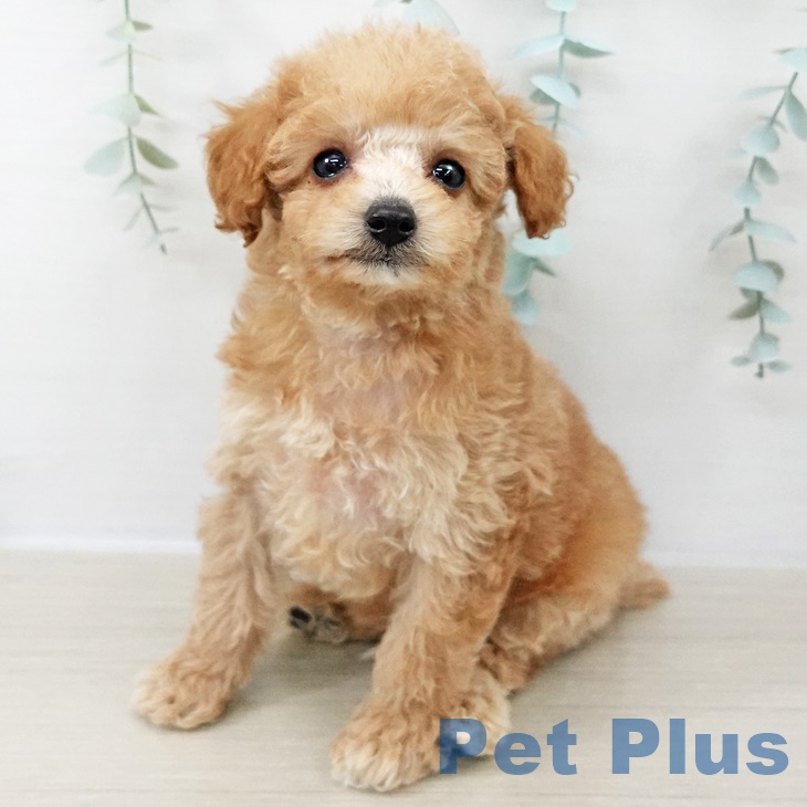 埼玉県のトイプードル(トイ) (ペットプラス コクーンシティ店/2025年8月24日生まれ/男の子/アプリコット)の子犬の2枚目の画像