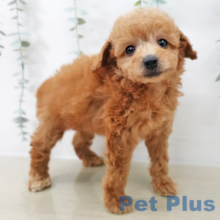 東京都のトイプードル(トイ) (ペットプラス 日の出店/2025年8月24日生まれ/男の子/アプリコット)の子犬の2枚目の画像