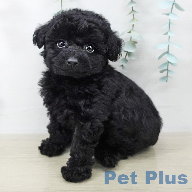 千葉県のトイプードル(トイ) (ペットプラス 幕張新都心店/2025年8月25日生まれ/男の子/ブラック)の子犬の1枚目の画像