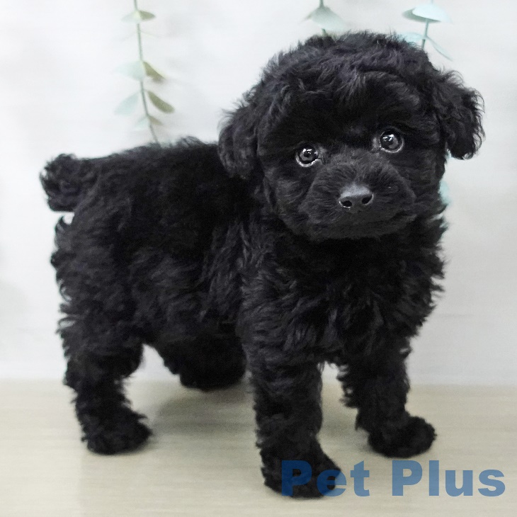千葉県のトイプードル(トイ) (ペットプラス 幕張新都心店/2025年8月25日生まれ/男の子/ブラック)の子犬の2枚目の画像